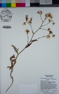 Lactuca tatarica subsp. pulchella image