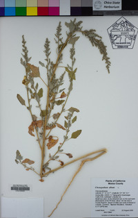 Chenopodium album image