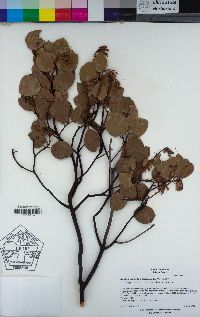 Arctostaphylos manzanita subsp. roofii image