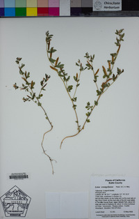 Acmispon wrangelianus image