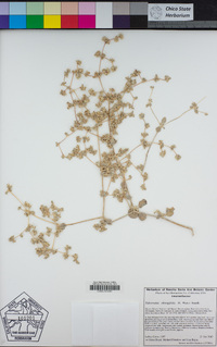 Tidestromia suffruticosa var. oblongifolia image
