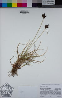 Carex helleri image