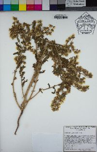 Emmenanthe penduliflora image