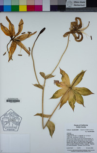 Lilium humboldtii image