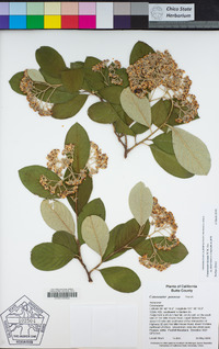 Cotoneaster lacteus image