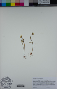Limnanthes floccosa subsp. californica image