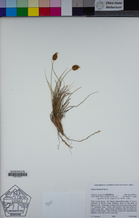 Carex breweri image