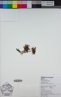 Image of Myriophyllum pedunculatum