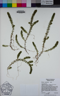 Elodea canadensis image