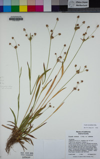 Luzula cascadensis image