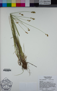 Carex mariposana image