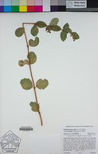 Symphoricarpos albus var. laevigatus image