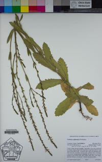 Verbena californica image