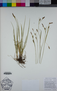 Carex hassei image