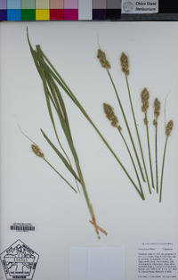 Carex fracta image