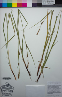 Carex pellita image