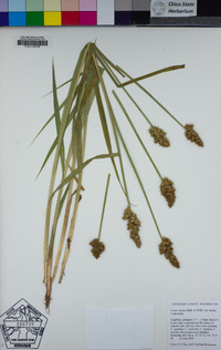 Carex stipata var. stipata image