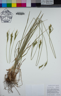 Carex whitneyi image