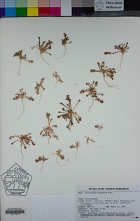 Calyptridium monandrum image