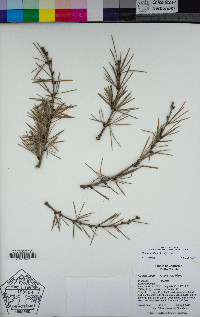 Cedrus deodara image