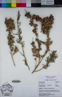 Atriplex canescens image