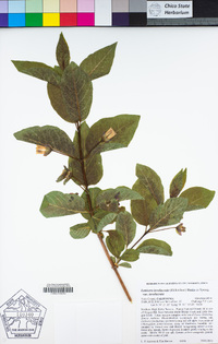 Lonicera involucrata var. involucrata image