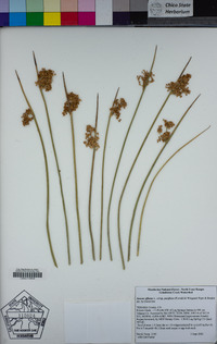 Juncus effusus subsp. pacificus image