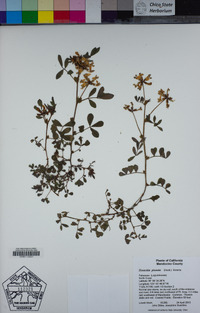 Hosackia pinnata image