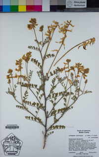 Astragalus curvicarpus var. curvicarpus image