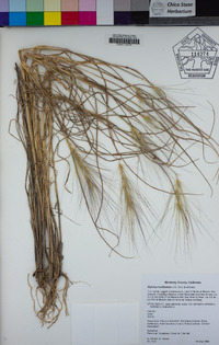 Elymus multisetus image