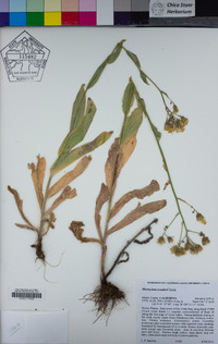 Hieracium scouleri image