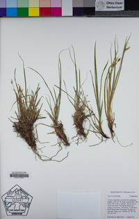 Carex rossii image