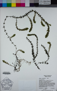 Elodea canadensis image