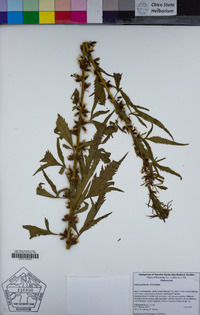 Datisca glomerata image