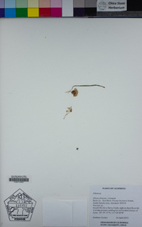 Allium obtusum image