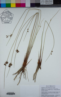 Juncus exiguus image