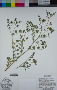 Hosackia crassifolia image