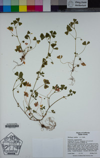 Medicago arabica image