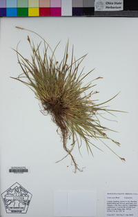 Carex rossii image