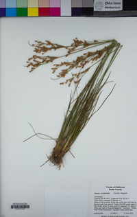 Juncus occidentalis image