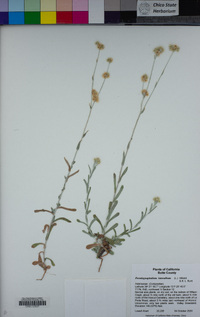 Pseudognaphalium luteoalbum image