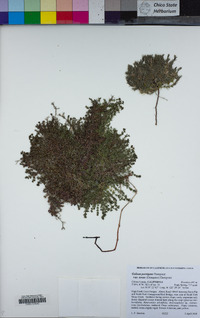 Galium porrigens var. tenue image