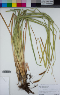 Carex nebrascensis image