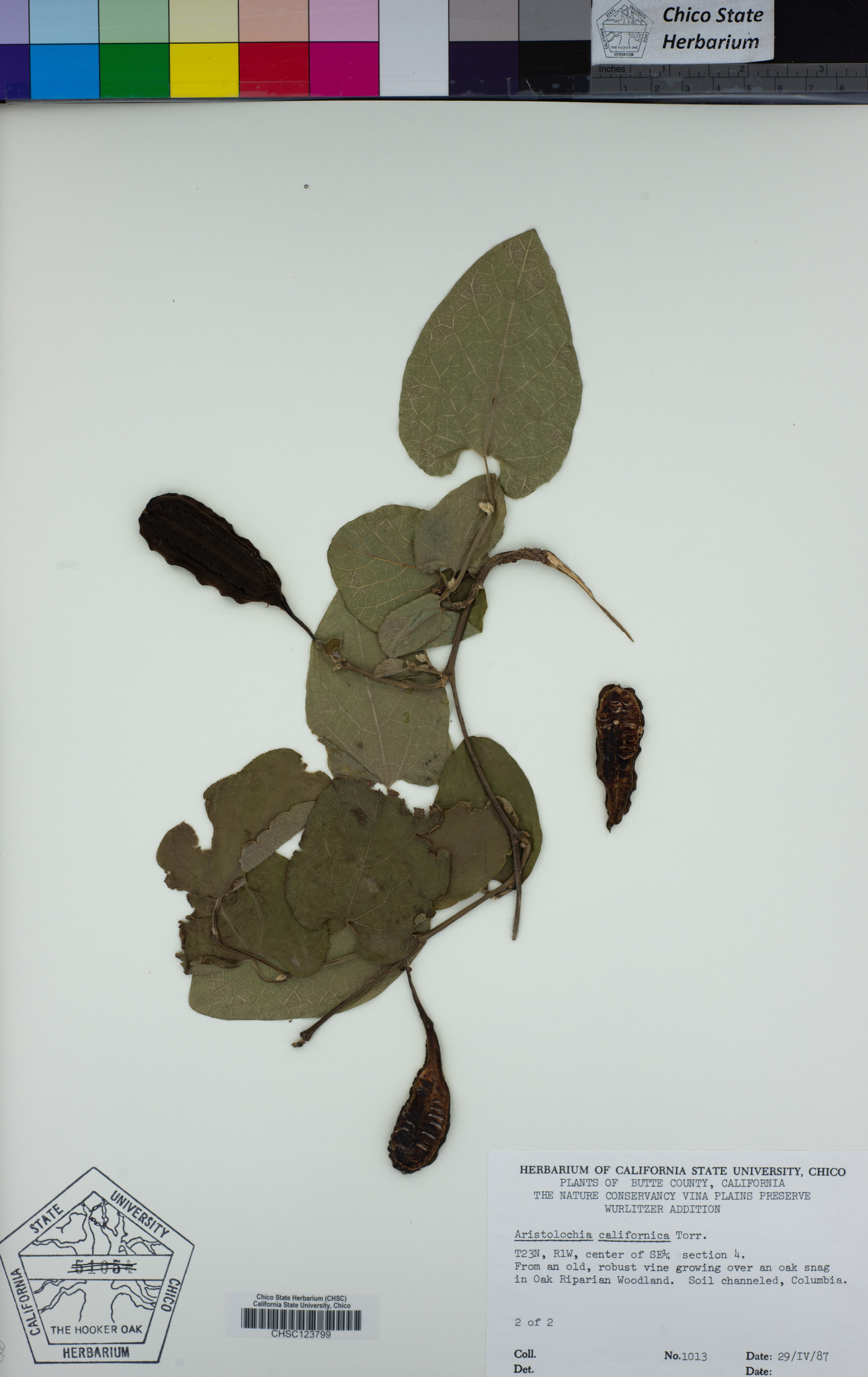 Aristolochiaceae image