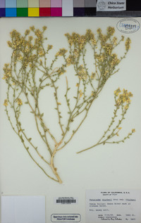 Petalonyx thurberi subsp. thurberi image