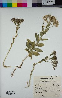 Lepidium appelianum image