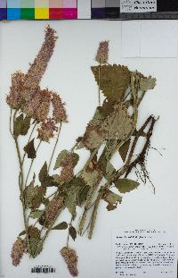 Agastache urticifolia image