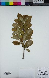 Prunus domestica image