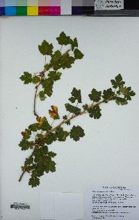 Ribes montigenum image