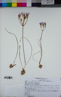 Brodiaea rosea image